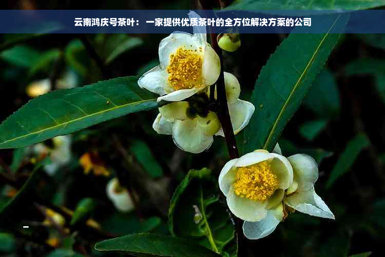 云南鸿庆号茶叶： 一家提供优质茶叶的全方位解决方案的公司