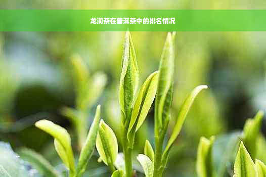 龙润茶在普洱茶中的排名情况