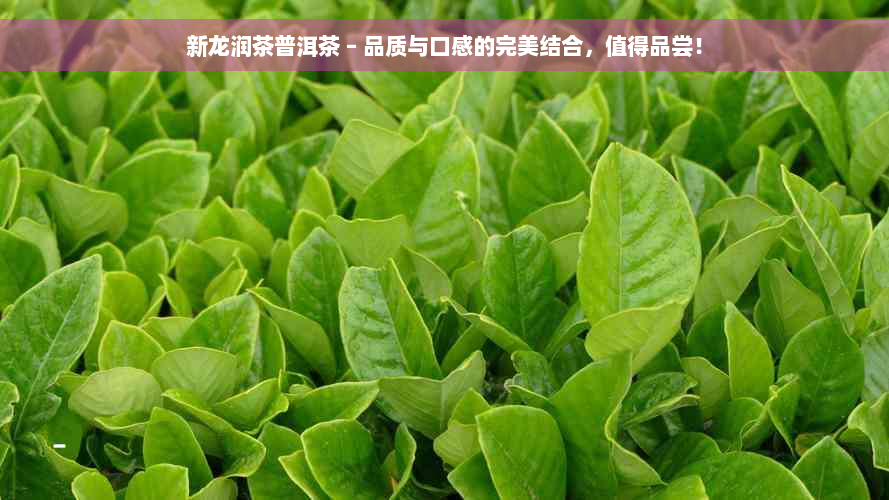 新龙润茶普洱茶 – 品质与口感的完美结合，值得品尝！