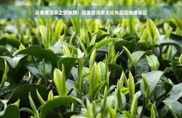 云南普洱茶之旅线路：探索普洱茶文化与品尝地道茶品