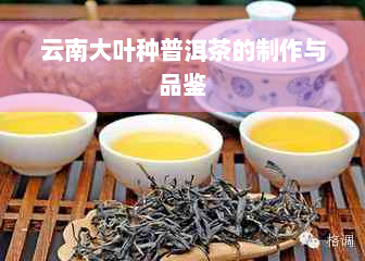 云南大叶种普洱茶的制作与品鉴