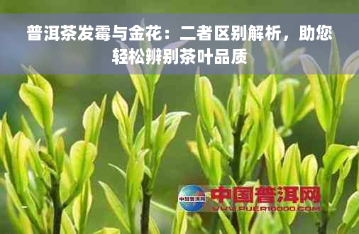 普洱茶发霉与金花：二者区别解析，助您轻松辨别茶叶品质