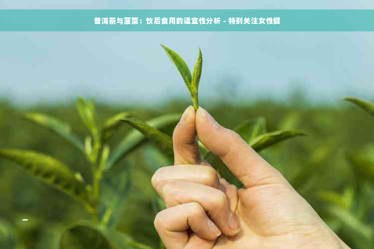 普洱茶与菠菜：饮后食用的适宜性分析 - 特别关注女性健