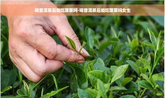 喝普洱茶后能吃菠菜吗-喝普洱茶后能吃菠菜吗女生