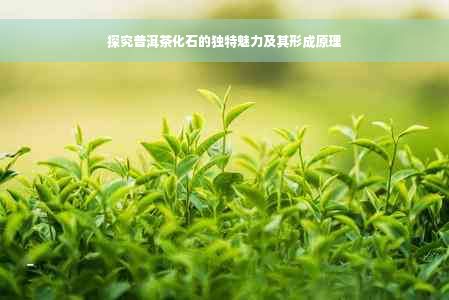 探究普洱茶化石的独特魅力及其形成原理