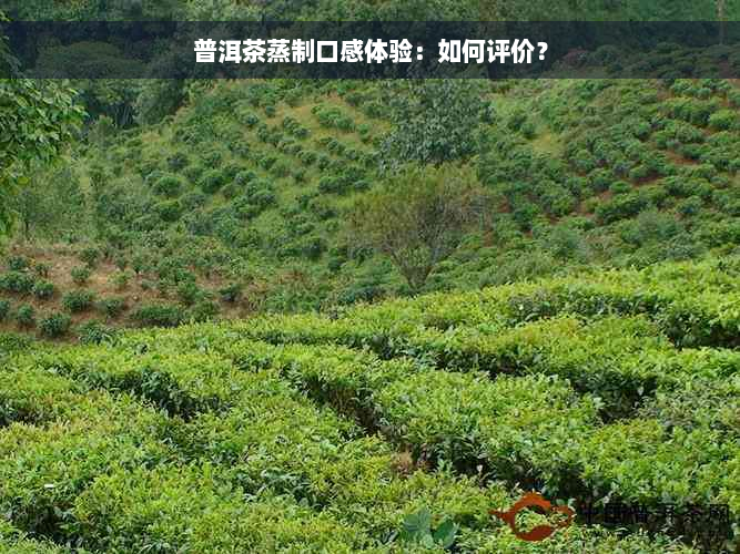 普洱茶蒸制口感体验：如何评价？