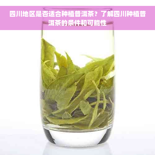 四川地区是否适合种植普洱茶？了解四川种植普洱茶的条件和可能性