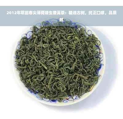 2012年明前春尖薄荷塘生普洱茶：精选古树，纯正口感，品质越