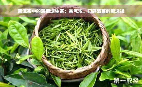 普洱茶中的薄荷塘生茶：香气浓、口感清爽的新选择