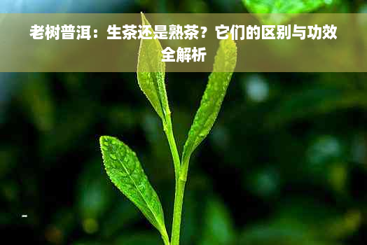 老树普洱：生茶还是熟茶？它们的区别与功效全解析