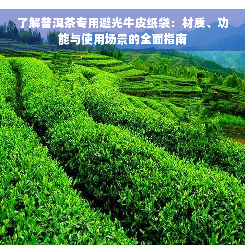 了解普洱茶专用避光牛皮纸袋：材质、功能与使用场景的全面指南