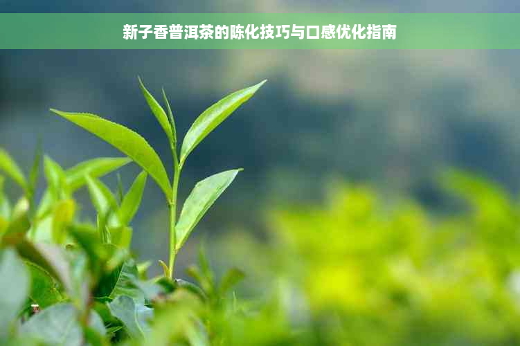 新子香普洱茶的陈化技巧与口感优化指南