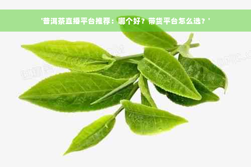 '普洱茶直播平台推荐：哪个好？带货平台怎么选？'