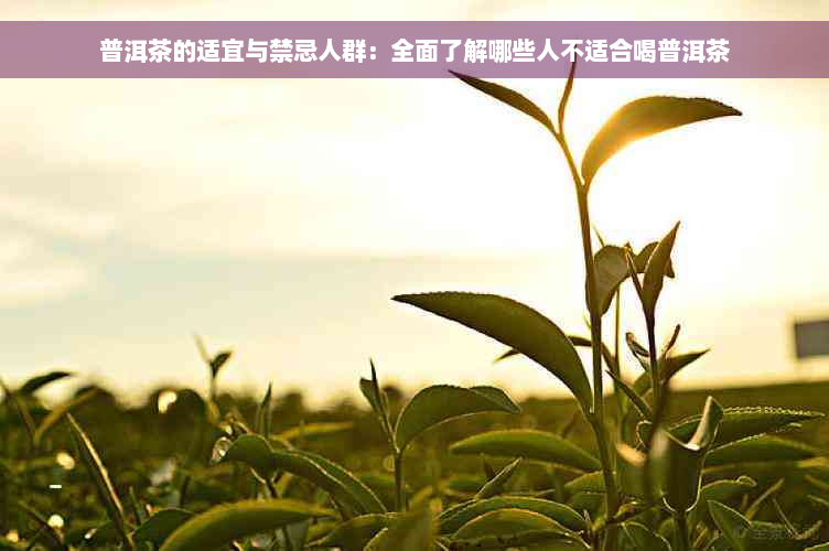 普洱茶的适宜与禁忌人群：全面了解哪些人不适合喝普洱茶