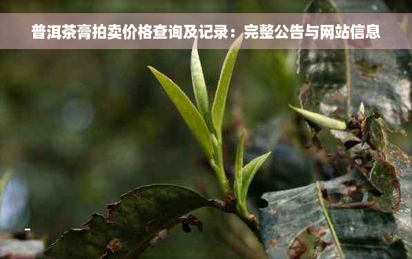 普洱茶膏拍卖价格查询及记录：完整公告与网站信息