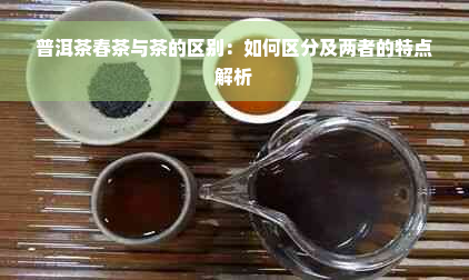 普洱茶春茶与茶的区别：如何区分及两者的特点解析