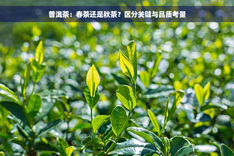 普洱茶：春茶还是秋茶？区分关键与品质考量