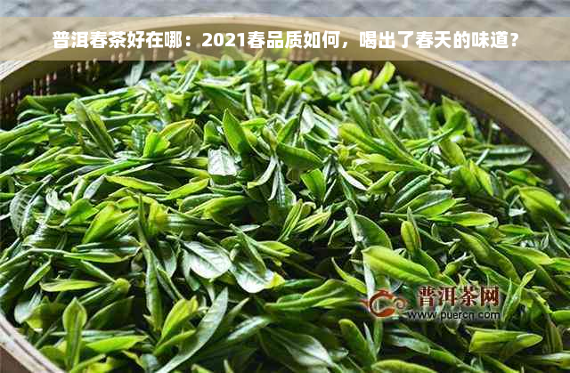 普洱春茶好在哪：2021春品质如何，喝出了春天的味道？