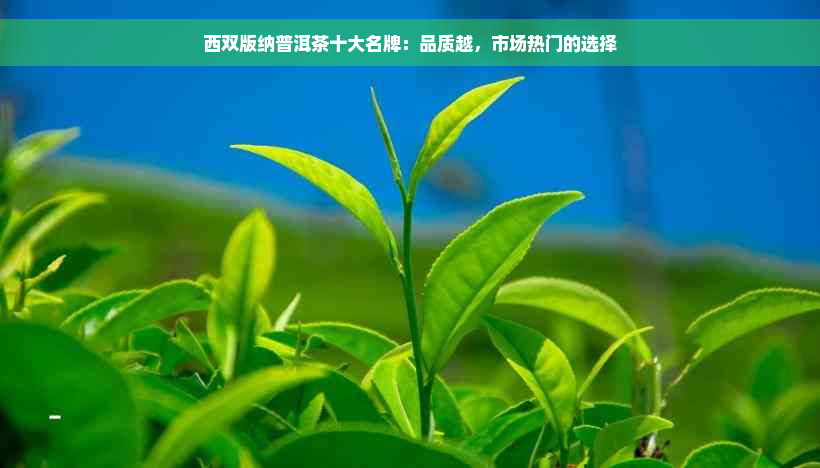 西双版纳普洱茶十大名牌：品质越，市场热门的选择