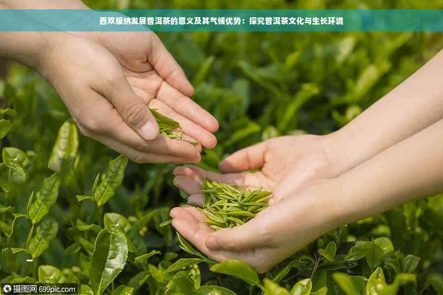 西双版纳发展普洱茶的意义及其气候优势：探究普洱茶文化与生长环境