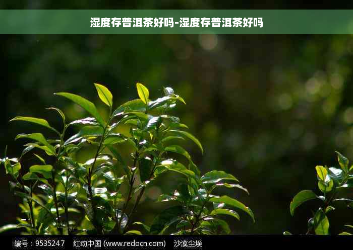 湿度存普洱茶好吗-湿度存普洱茶好吗