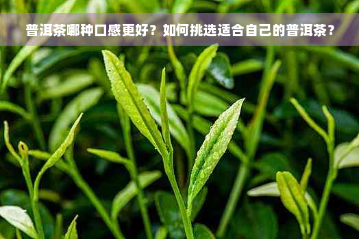 普洱茶哪种口感更好？如何挑选适合自己的普洱茶？