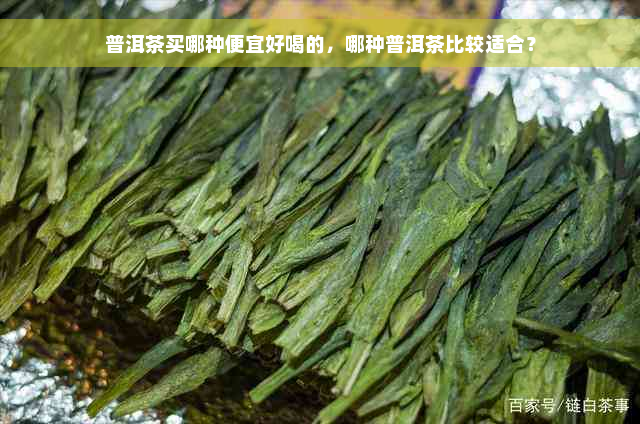 普洱茶买哪种便宜好喝的，哪种普洱茶比较适合？