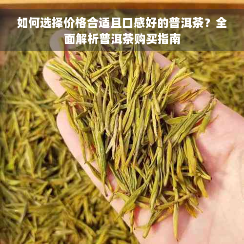 如何选择价格合适且口感好的普洱茶？全面解析普洱茶购买指南