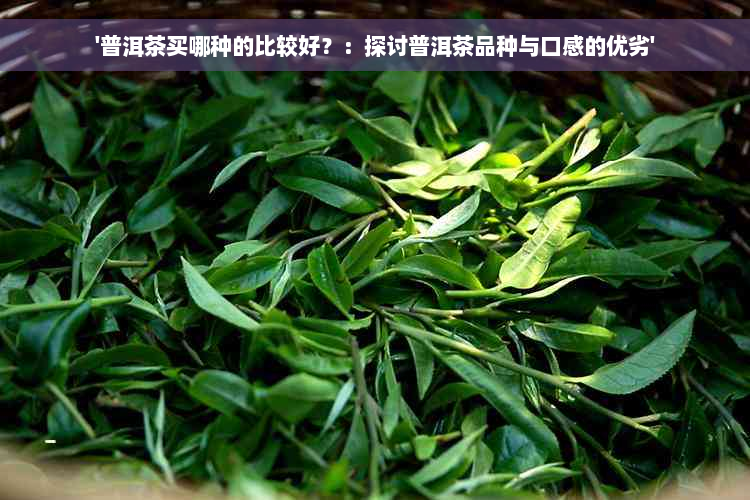 '普洱茶买哪种的比较好？：探讨普洱茶品种与口感的优劣'