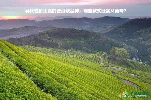 寻找性价比高的普洱茶品种，哪些款式既实又美味？