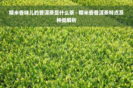 糯米香味儿的普洱茶是什么茶 - 糯米香普洱茶特点及种类解析