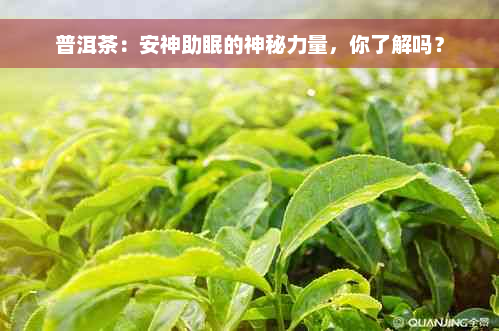 普洱茶：安神助眠的神秘力量，你了解吗？