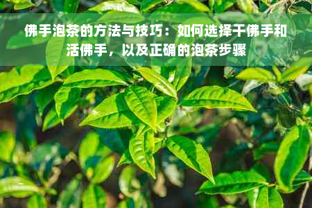 佛手泡茶的方法与技巧：如何选择干佛手和活佛手，以及正确的泡茶步骤