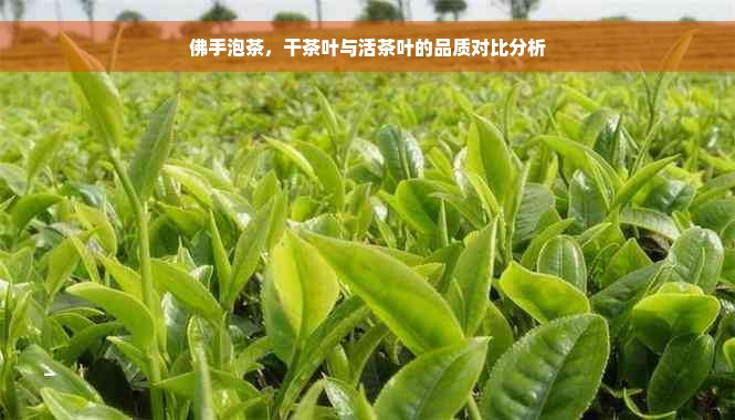 佛手泡茶，干茶叶与活茶叶的品质对比分析