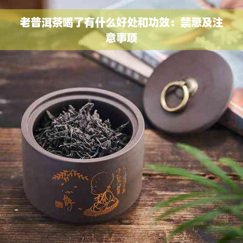 老普洱茶喝了有什么好处和功效：禁忌及注意事项