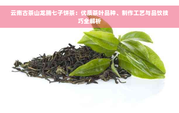 云南古茶山龙腾七子饼茶：优质茶叶品种、制作工艺与品饮技巧全解析