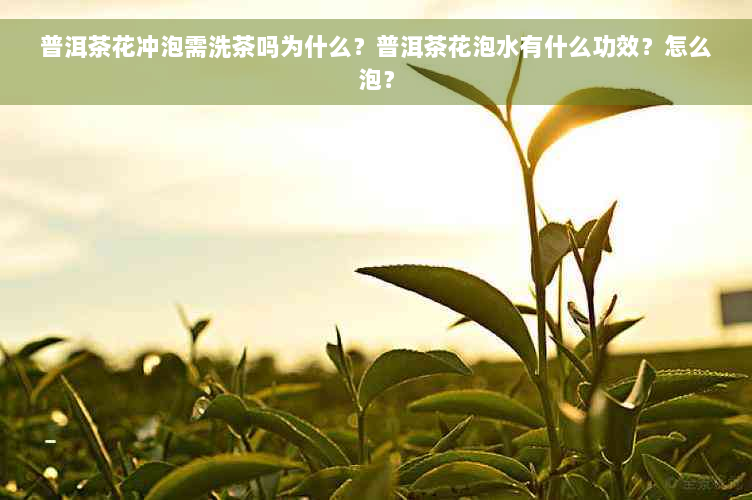 普洱茶花冲泡需洗茶吗为什么？普洱茶花泡水有什么功效？怎么泡？