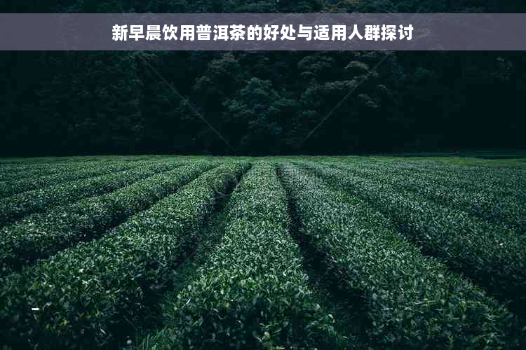 新早晨饮用普洱茶的好处与适用人群探讨