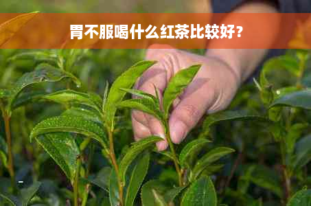 胃不服喝什么红茶比较好？