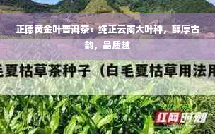 正德黄金叶普洱茶：纯正云南大叶种，醇厚古韵，品质越