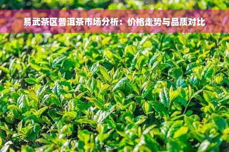 易武茶区普洱茶市场分析：价格走势与品质对比