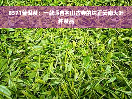 8571普洱茶：一款源自名山古寺的纯正云南大叶种茶品