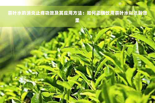 茶叶水的消炎止痒功效及其应用方法：如何正确饮用茶叶水以达到效果