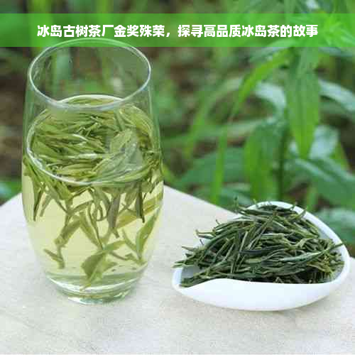 冰岛古树茶厂金奖殊荣，探寻高品质冰岛茶的故事