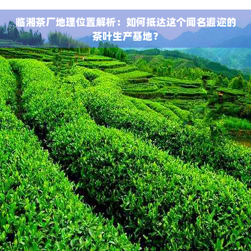 临湘茶厂地理位置解析：如何抵达这个闻名遐迩的茶叶生产基地？