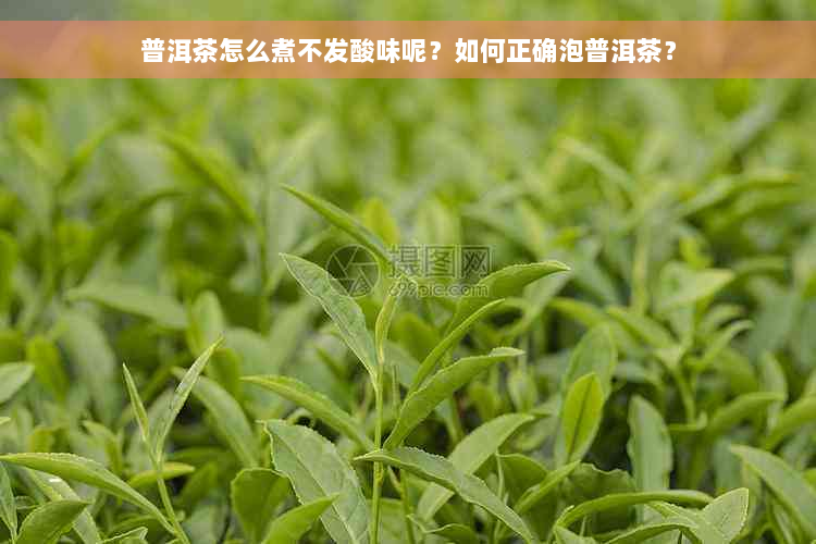 普洱茶怎么煮不发酸味呢？如何正确泡普洱茶？