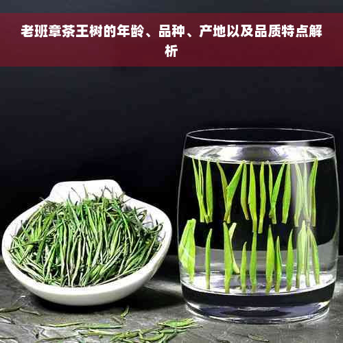 老班章茶王树的年龄、品种、产地以及品质特点解析