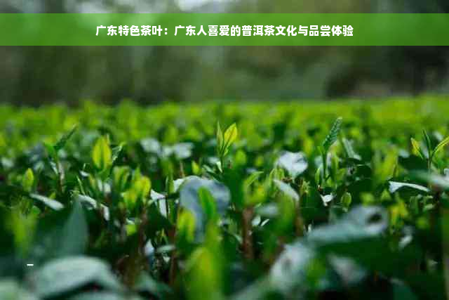 广东特色茶叶：广东人喜爱的普洱茶文化与品尝体验