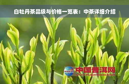 白牡丹茶品级与价格一览表：中茶详细介绍