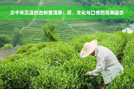 三千年沉淀的古树普洱茶：历、文化与口感的完美融合